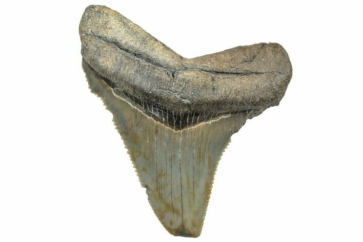 Serrated Chubutensis Tooth - Megalodon Ancestor #298721